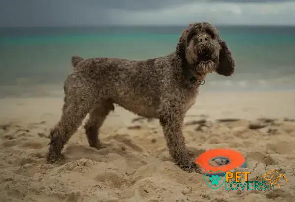 Curiosities About the Lagotto Romagnolo: Unveiling Fascinating Facts