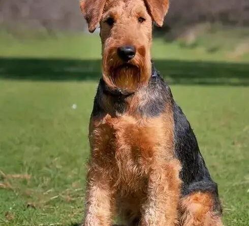 Curiosities About the Lakeland Terrier: Uncover Intriguing Facts Now