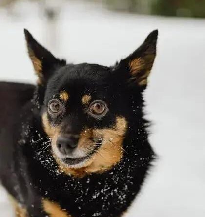 Curiosities About the Lancashire Heeler: Discover its Unique Traits