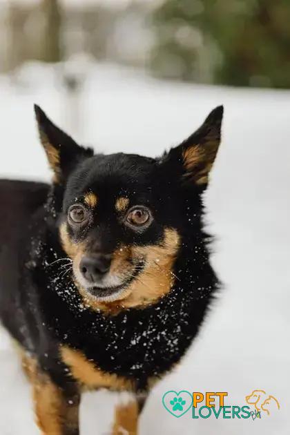 Curiosities About the Lancashire Heeler: Discover its Unique Traits