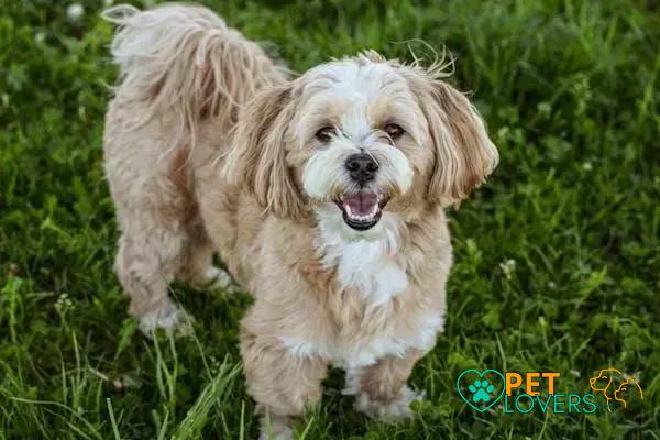 Curiosities About the Lhasa Apso: Fascinating Facts You Must Know