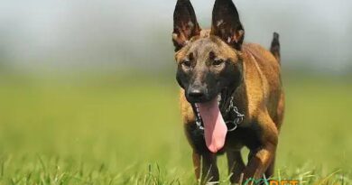 Curiosities About the Malinois: Discover Amazing Facts About This Breed