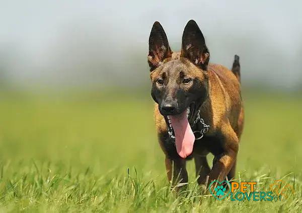 Curiosities About the Malinois: Discover Amazing Facts About This Breed