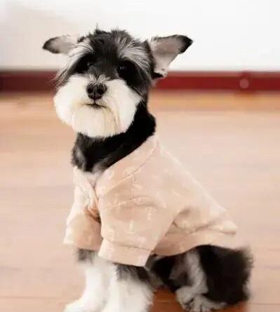 Curiosities About the Miniature Schnauzer: 10 Surprising Facts