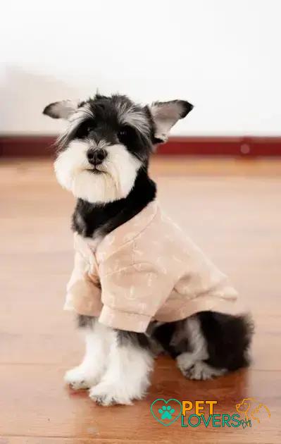 Curiosities About the Miniature Schnauzer: 10 Surprising Facts