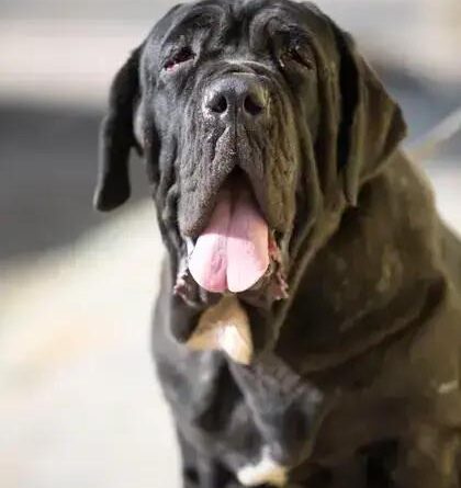 Curiosities about the Neapolitan Mastiff: Discover Fascinating Facts