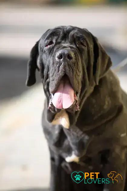 Curiosities about the Neapolitan Mastiff: Discover Fascinating Facts