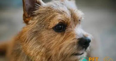 Curiosities About the Norwich Terrier: Secrets You Need to Know