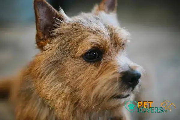 Curiosities About the Norwich Terrier: Secrets You Need to Know