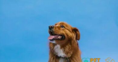 Curiosities about the Nova Scotia Duck Tolling Retriever: Fun Facts Unveiled