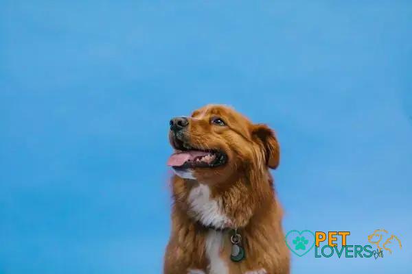 Curiosities about the Nova Scotia Duck Tolling Retriever: Fun Facts Unveiled