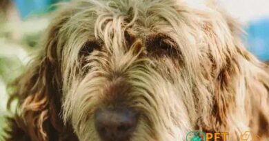 Curiosities about the Otterhound: Discover Fascinating Facts