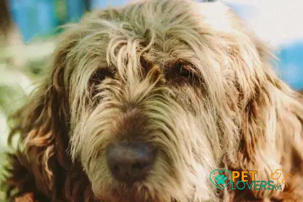 Curiosities about the Otterhound: Discover Fascinating Facts