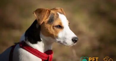 Curiosities about the Parson Russell Terrier: Discover the Enigmatic Breed