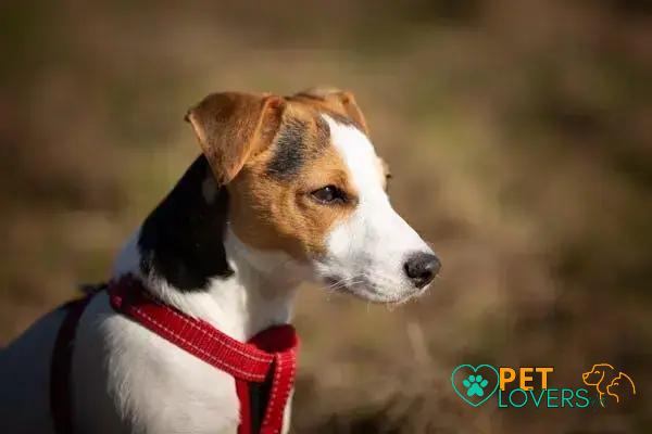 Curiosities about the Parson Russell Terrier: Discover the Enigmatic Breed