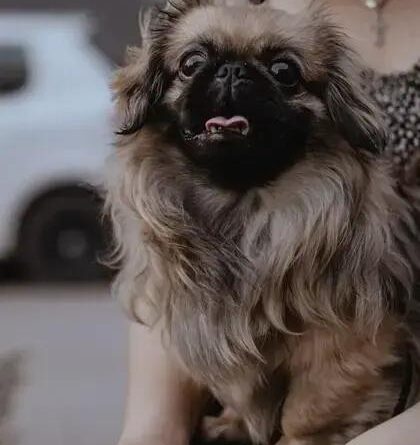 Curiosities About the Pekingese: Discover Unique Traits and Facts