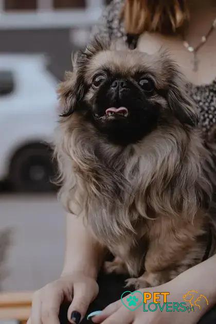 Curiosities About the Pekingese: Discover Unique Traits and Facts