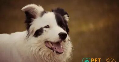 Curiosities about the Polish Lowland Sheepdog: Discover Fascinating Facts