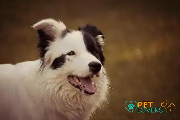 Curiosities about the Polish Lowland Sheepdog: Discover Fascinating Facts