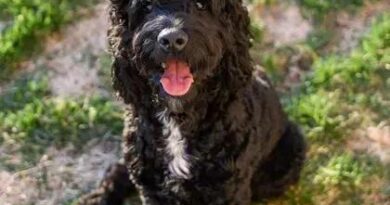 Curiosities about the Portuguese Water Dog: A Unique Breed