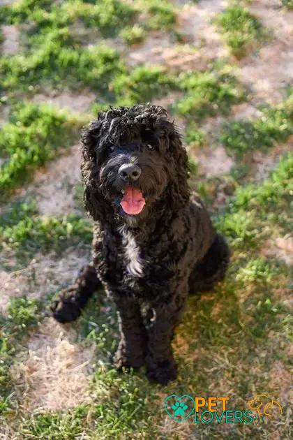 Curiosities about the Portuguese Water Dog: A Unique Breed