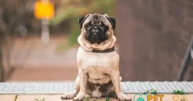 Curiosities about the Pug: Uncovering Fascinating Facts and Traits