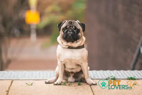 Curiosities about the Pug: Uncovering Fascinating Facts and Traits