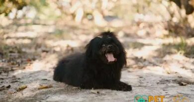 Curiosities About the Puli: Discover This Unique Dog Breed