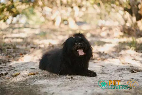 Curiosities About the Puli: Discover This Unique Dog Breed