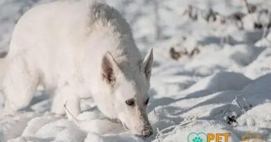 Curiosities About the Pyrenean Shepherd: Unique Traits Revealed