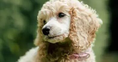 Curiosities about the Toy Poodle: Surprising Facts You Must Know