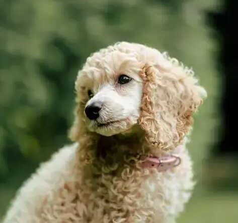 Curiosities about the Toy Poodle: Surprising Facts You Must Know