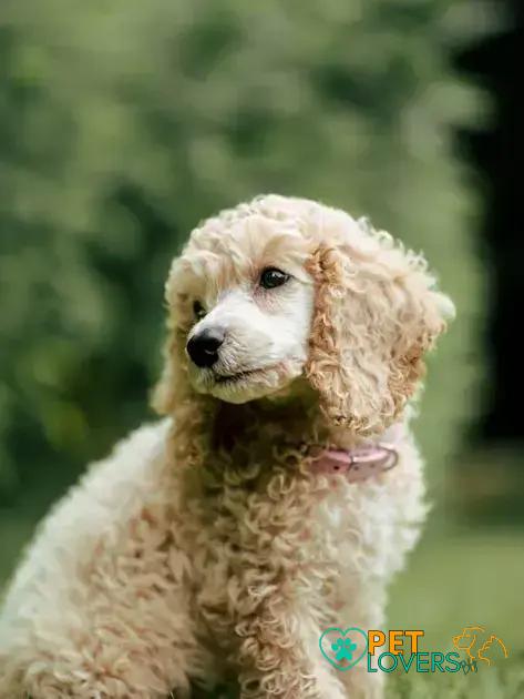 Curiosities about the Toy Poodle: Surprising Facts You Must Know