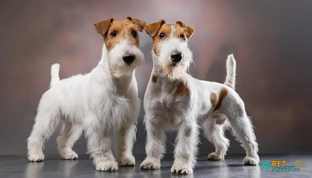 Curiosities About the Wire Fox Terrier You Need to Know