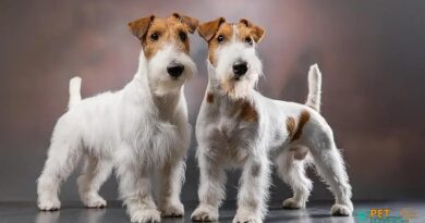 Curiosities About the Wire Fox Terrier You Need to Know