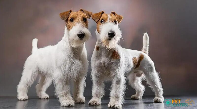 Curiosities About the Wire Fox Terrier You Need to Know