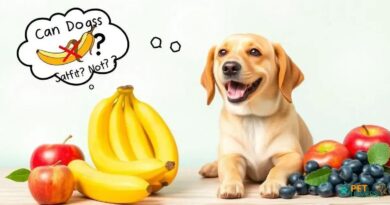 Can Dog Eat Banana? Surprising Truth About Canine Fruits!