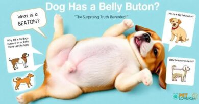 Dog Has a Belly Button? The Surprising Truth Revealed!