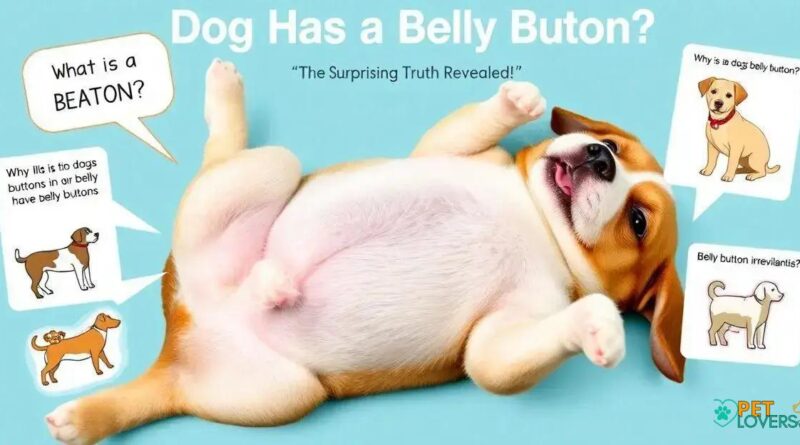 Dog Has a Belly Button? The Surprising Truth Revealed!