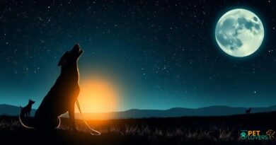 Howling Dog at Night? 5 Surprising Reasons Why