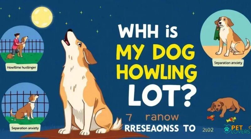 Why is My Dog Howling a Lot? 7 Reasons to Know